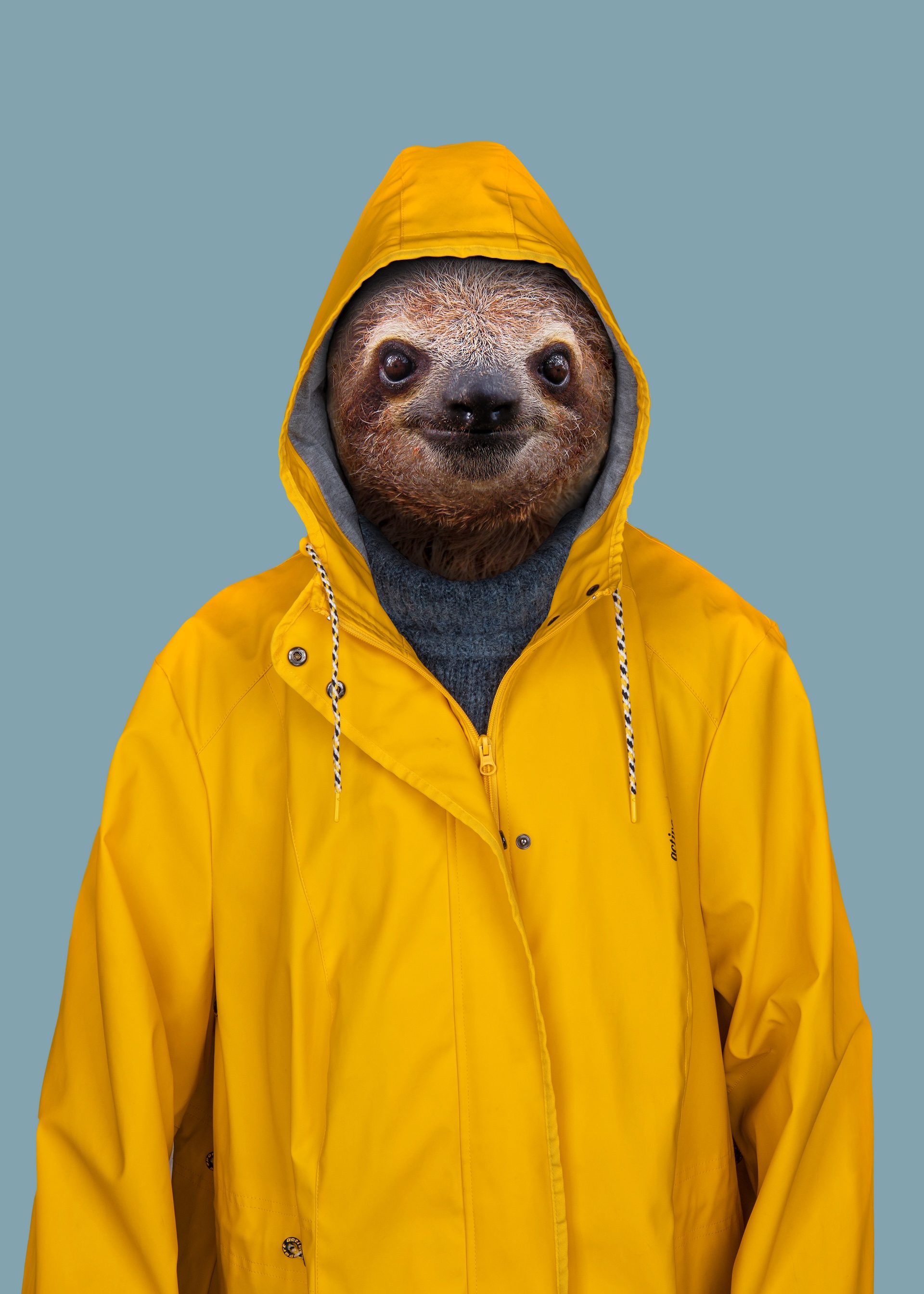 zoo leniwiec portret sztormiak gość