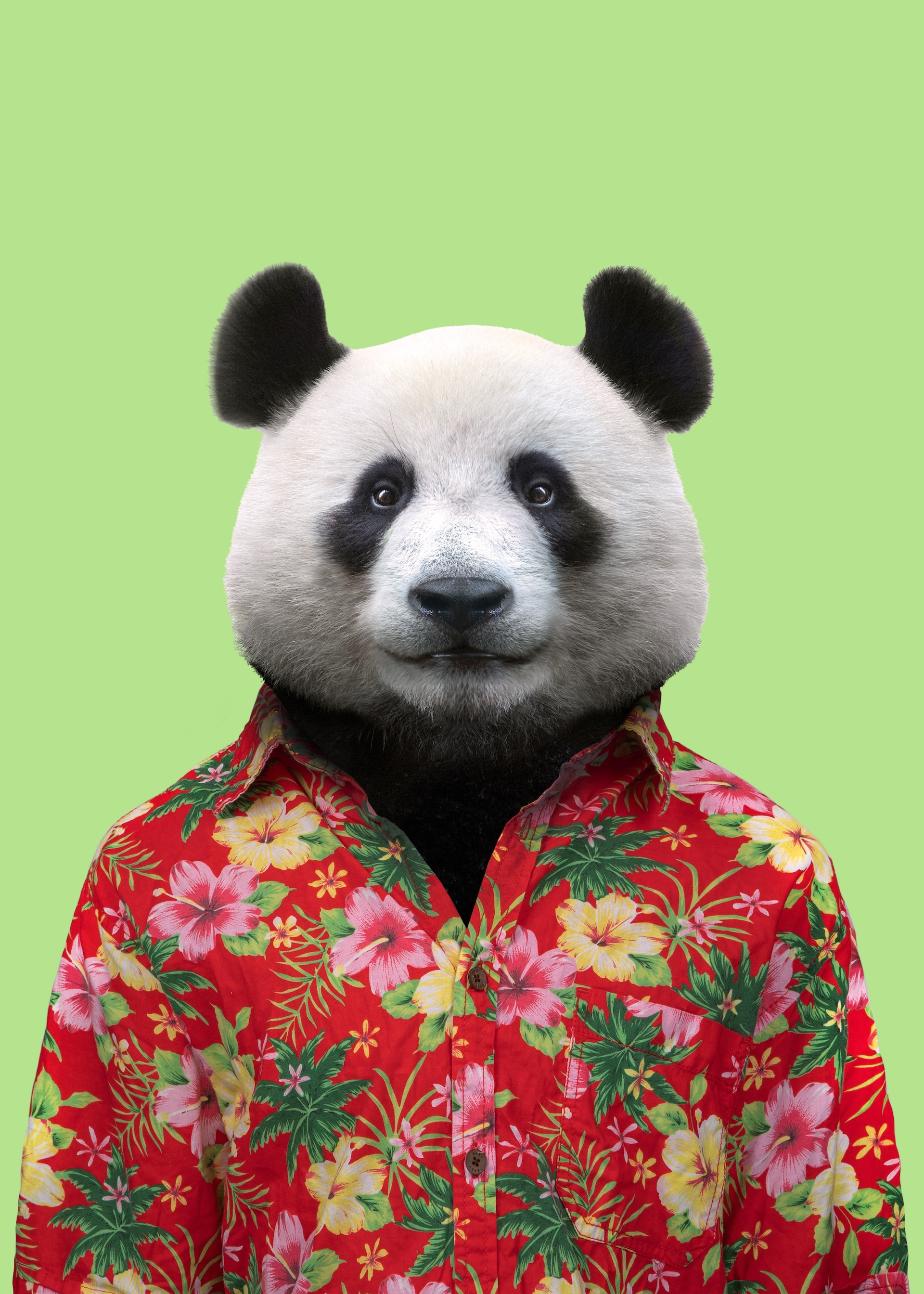 zoo panda hawaje portret